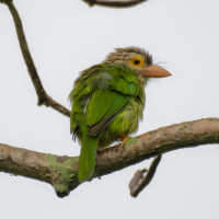 Lineated Barbet